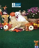 maltese puppy posted by little paws kennel